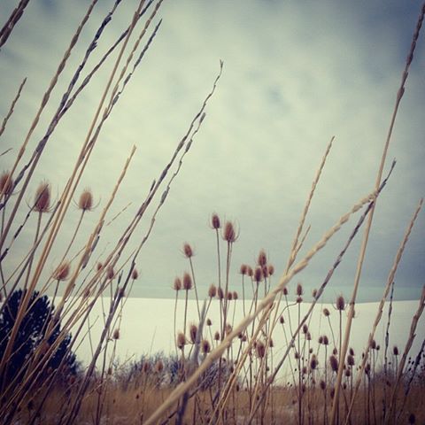 1471270_652088038662_1576661530_n