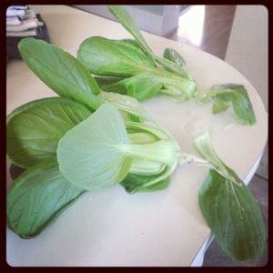 Pak choi fresh from the garden 
