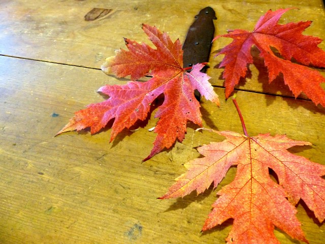 Photo by Lindsey Thompson