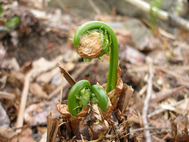 fiddleheads-025.jpg