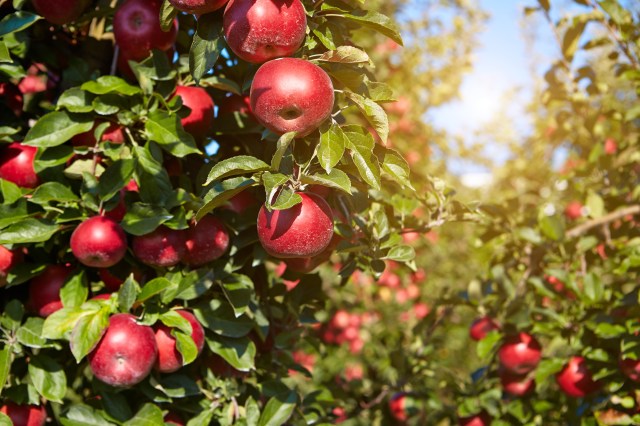 red apples on the trees in the orchard