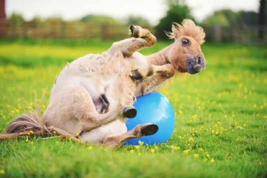Shetland pony foal playing with ball