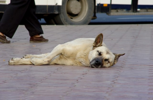 homeless dog.