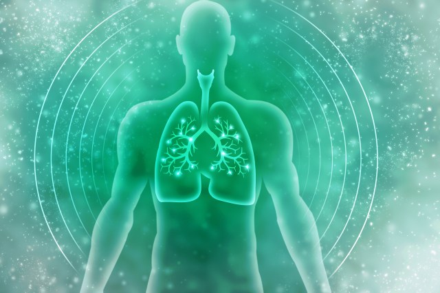 Healthy Human Lungs 2d illustration